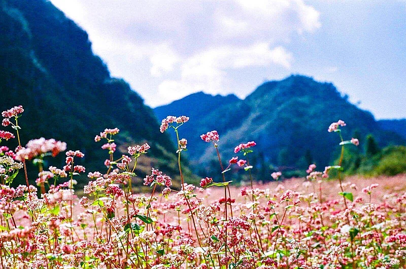 Hà Giang 4 Ngày 3 Đêm – Khám Phá Trọn Vẹn Hà Giang Mùa Hoa
